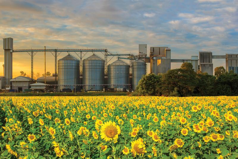 sunflowers field, silos in the background