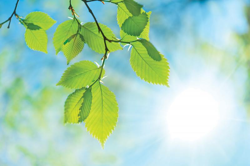 leaves_leaf_branches_green_blue_sunlight