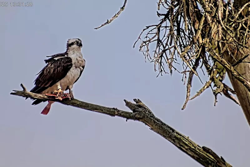 Bird sitting on a tree branch