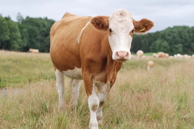 Cow standing on a field