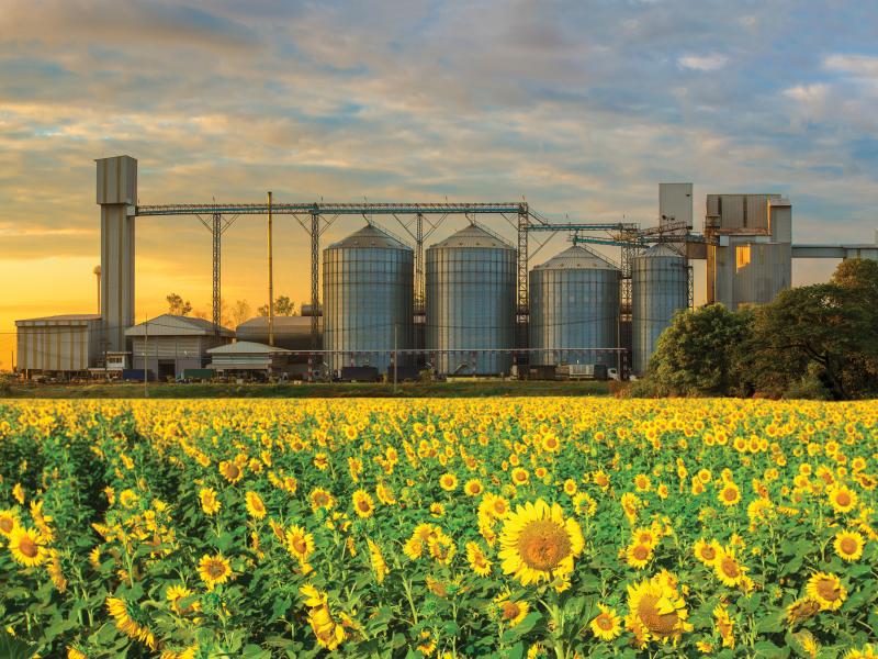 Farming silos behind sunflower field in sunset