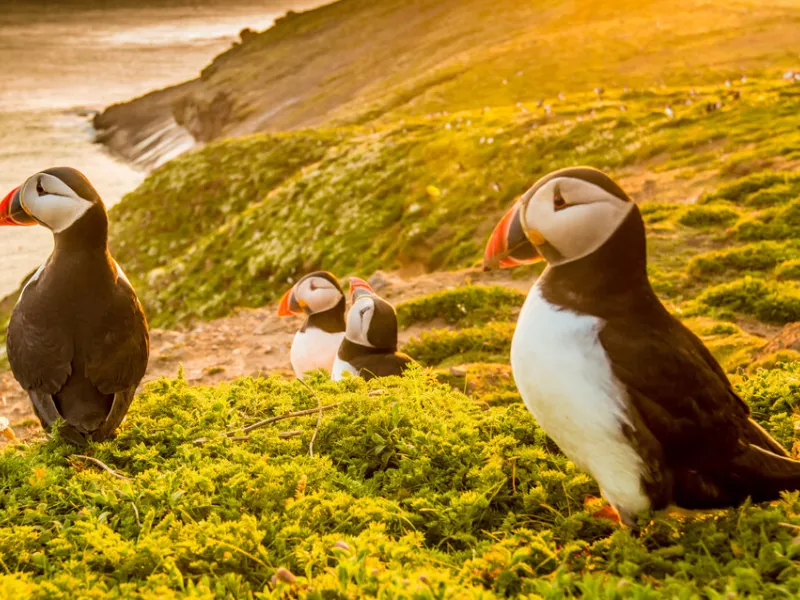Puffins on Skomer Island