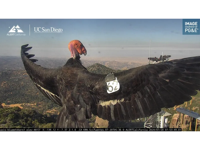 Condor captured on wildfire camera video