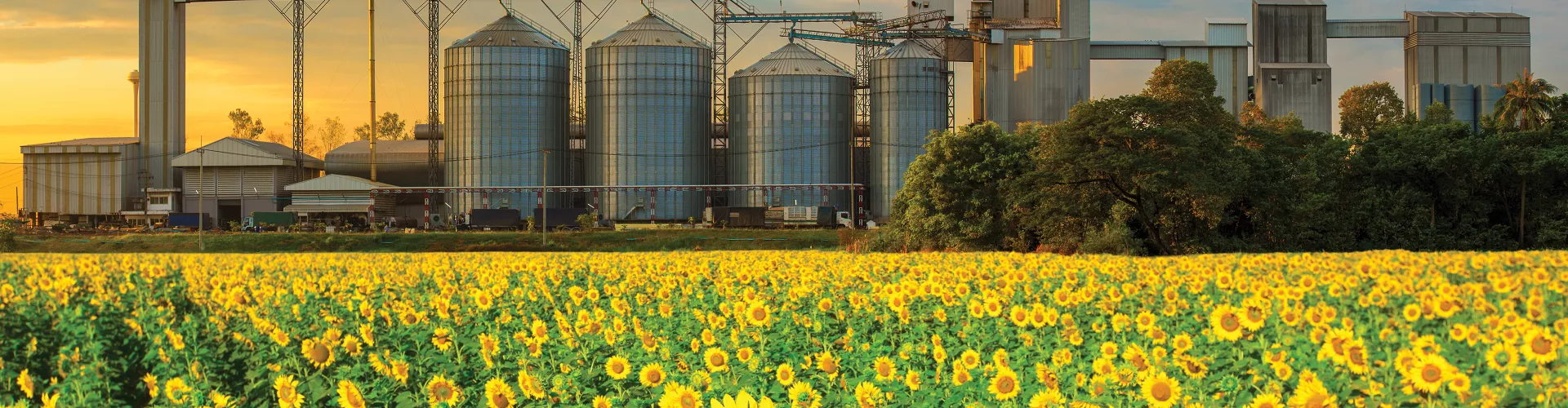 Sunflower field in front of a several silos