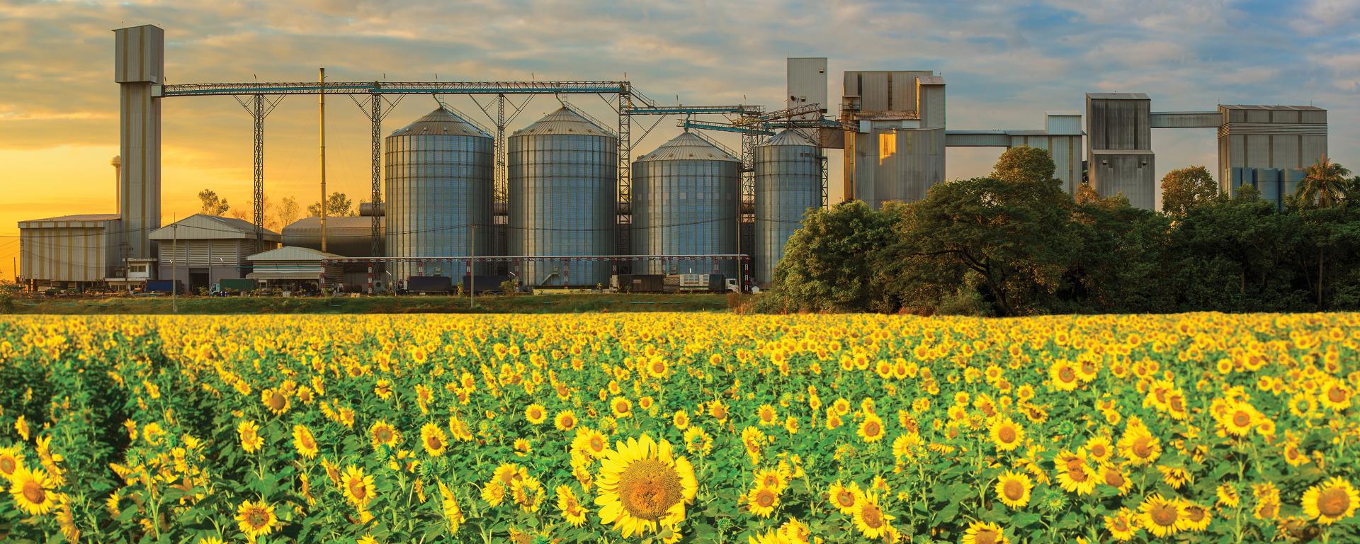 Sunflower field in front of a several silos