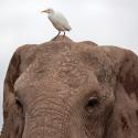 Egret standing on elephant head