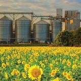 Sunflower field in front of a several silos