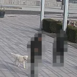 AXIS Live Privacy Shield people who are blurred