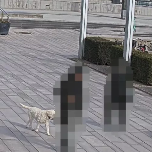 AXIS Live Privacy Shield für nur verschwommen wahrnehmbare Personen