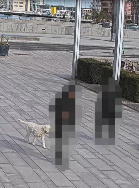 AXIS Live Privacy Shield für nur verschwommen wahrnehmbare Personen
