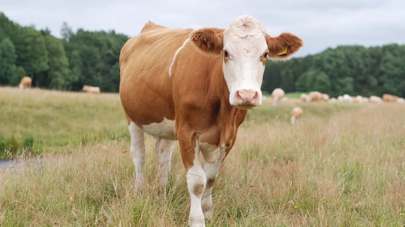 Cow standing on a field
