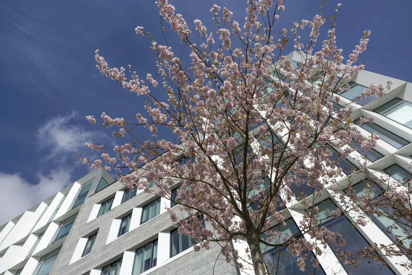A cherry tree in full bloom against a clear blue sky outside the Axis headquarters in Lund.